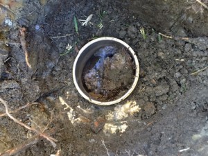 Avalon blocked drain                                        